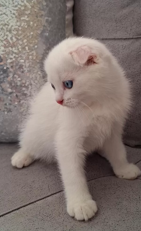 British Shorthair Scottish Bebişlerim