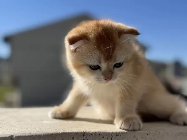 Ankarada Ziyarete Açık Golden Scottish Fold Yavrumuz