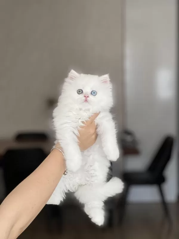 Eşsiz Kalite Ve Göz Renginde British Longhair