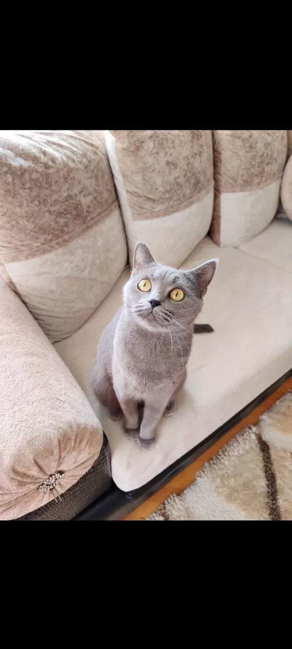 Gri Dişi British Shorthair Ücretsiz