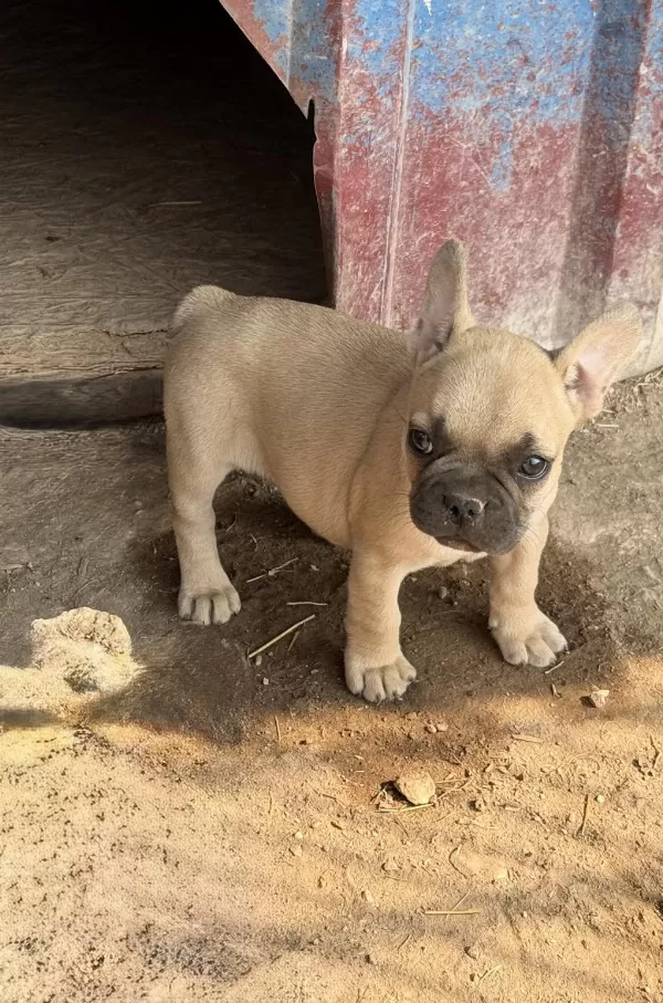 Çok Acil Sahiplendirilecek Dişi French Bulldog Yavrum