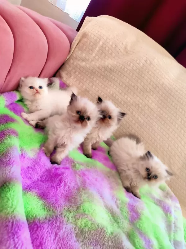 2 Aylik Dişi Ve Erkek Safkan İran Kedisi Yavrulari
