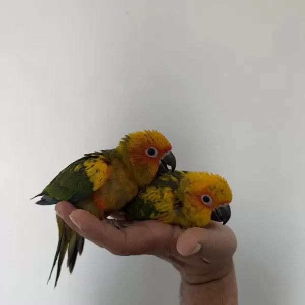 Bebek Güneş Konur Papağanlari