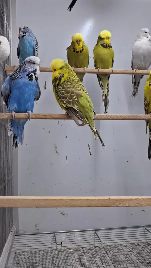 Show Jumbo Muhabbet Kuşları