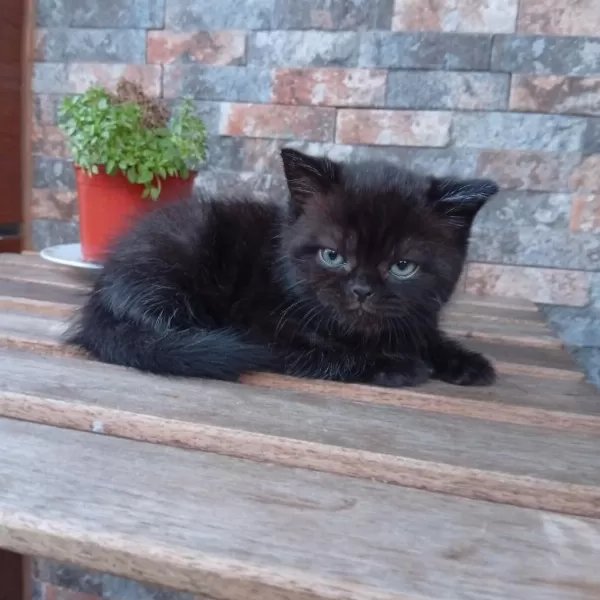 Top Kafa Mavi Gözlü Bombay Nero