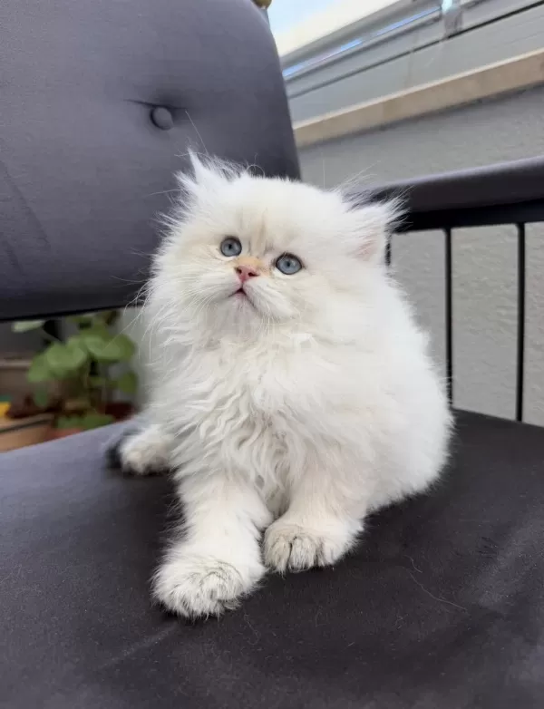 British Longhair By1133 Anne Baba Şecereli Yavru