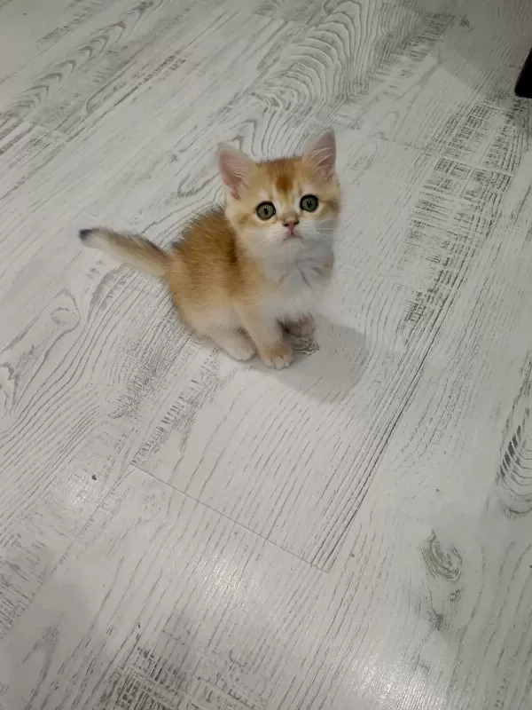 Minicik British Shorthair Bebişlerim