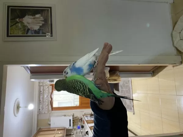 Sağlıklı Muhabbet Kuşlarım