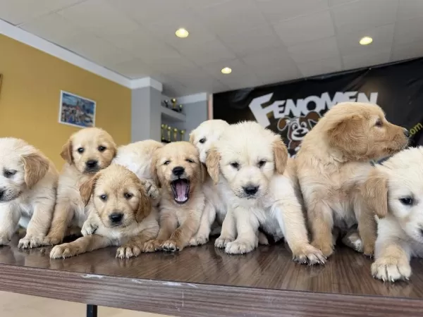 Baby Face Golden Retriewer Yavrulari Safkan Belgeli Ankara
