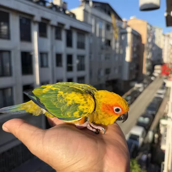 Yavru Güneş Konur Papağani