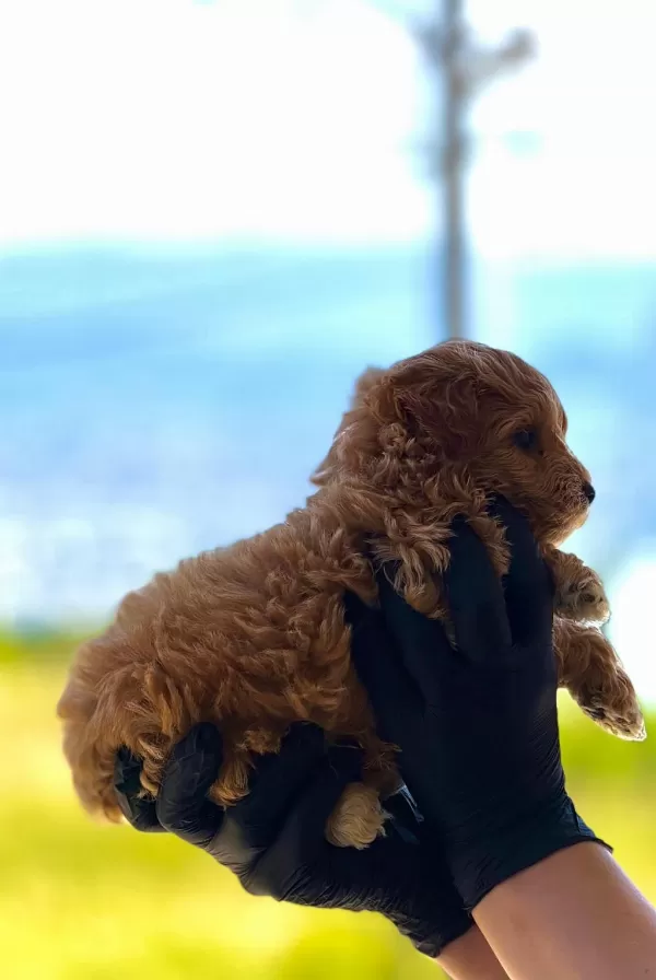 Yeni Yuvasına Hazır Maltipoo Ve Poodle Yavrularımız