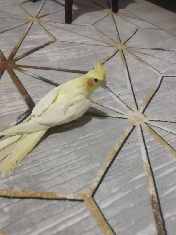 Acil Satılık Sultan Papağanı