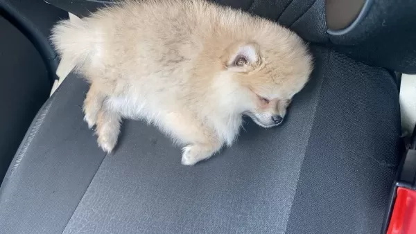 2 Aylik Pomeranian Aşilari Yapildi