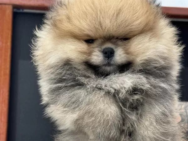 Petmode Köpek Çiftliğinden Pomeranian Yavrular