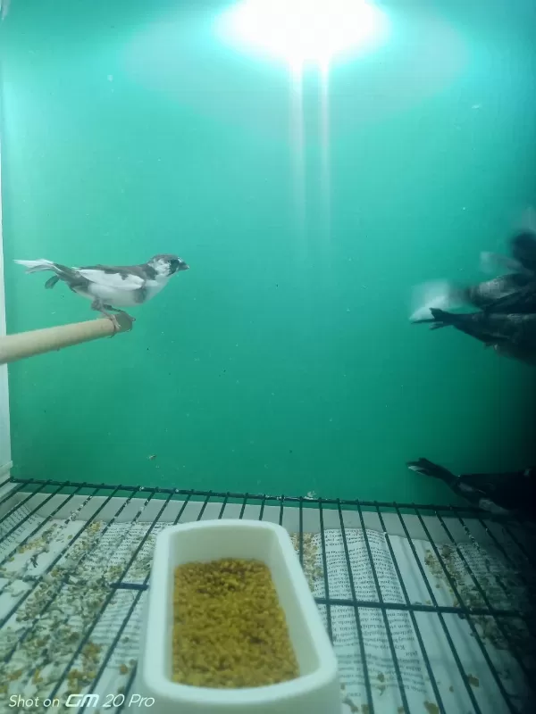 Sağlıklı Bengal İspinozu