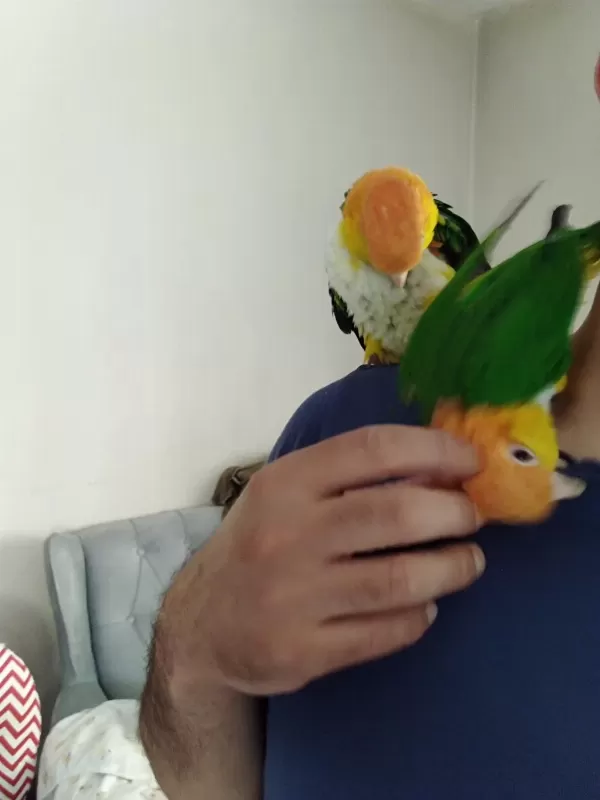 Evcil Dna Belgeli Caique Takım