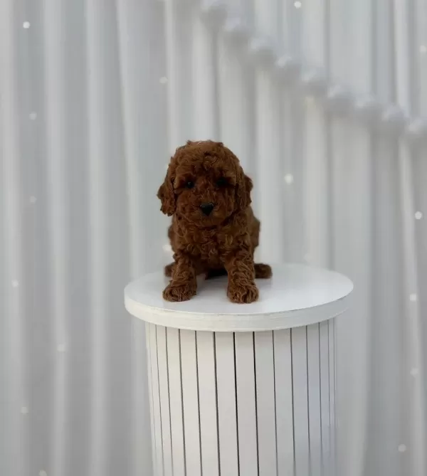 Sağlıklı Toy Poodle Minikler