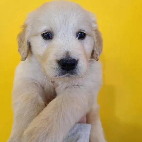 Golden Retriever Yavrulari