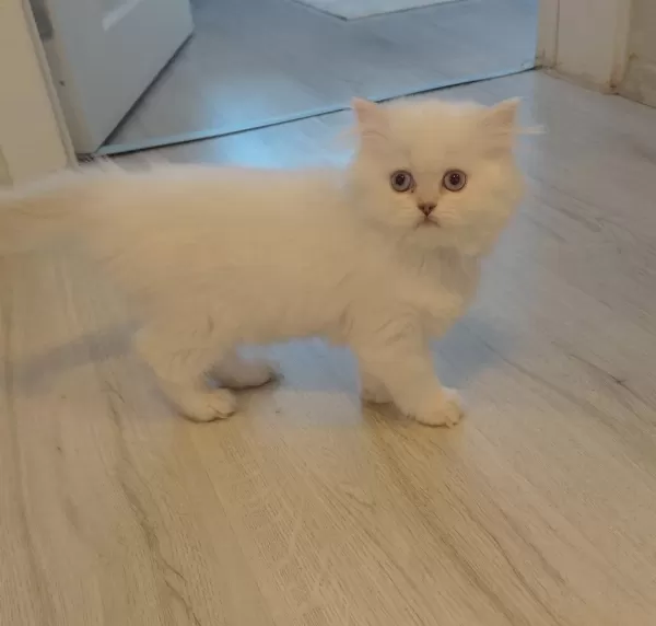 British Longhair Dişi Kedimiz