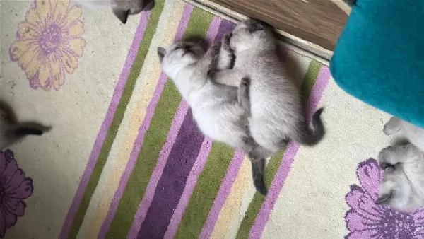 2 Aylık Yavru Kedimize Yeni Yuva Arıyoruz
