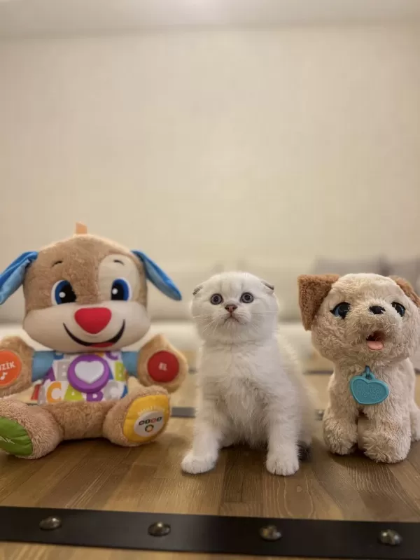 Scottish Fold Silver Yavrularim