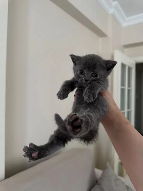 British Shorthair Yavrular