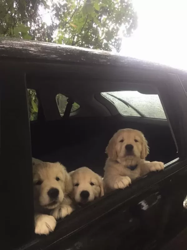 Golden Retriever Yavrular İstenirse Kapınıza Teslim