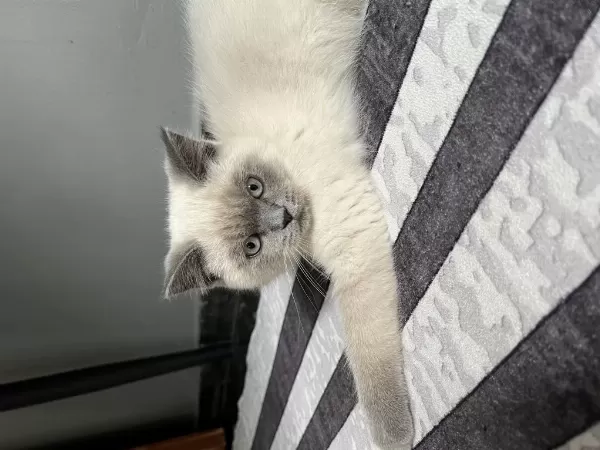 2 Aylık Blue Point Erkek British Shorthair