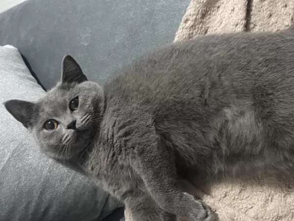 Sosyal British Shorthair