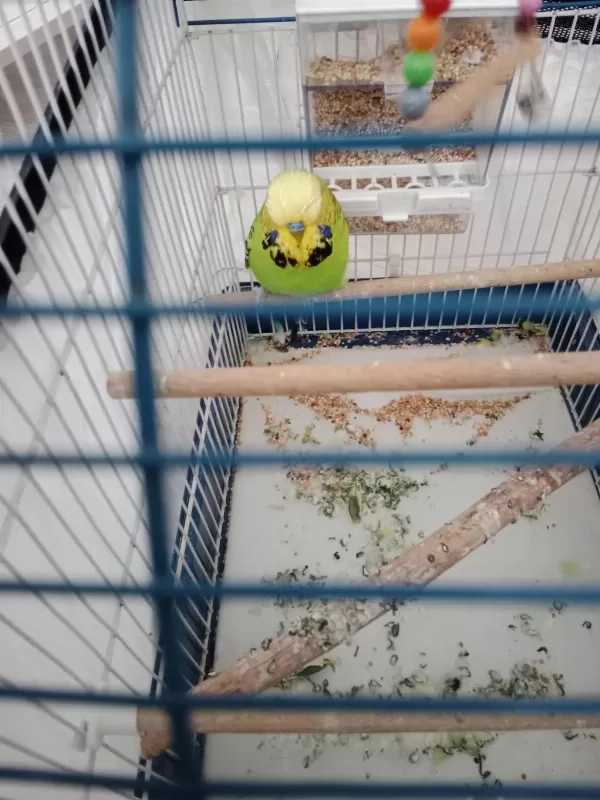 Erkek Jumbo Muhabbet Kuşu