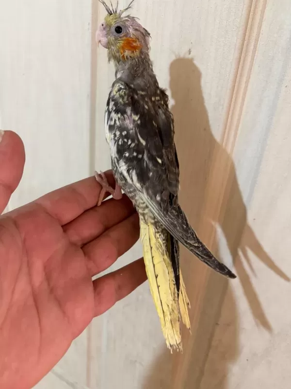 40 Günlük El Besleme Bebek Sultan Papağani