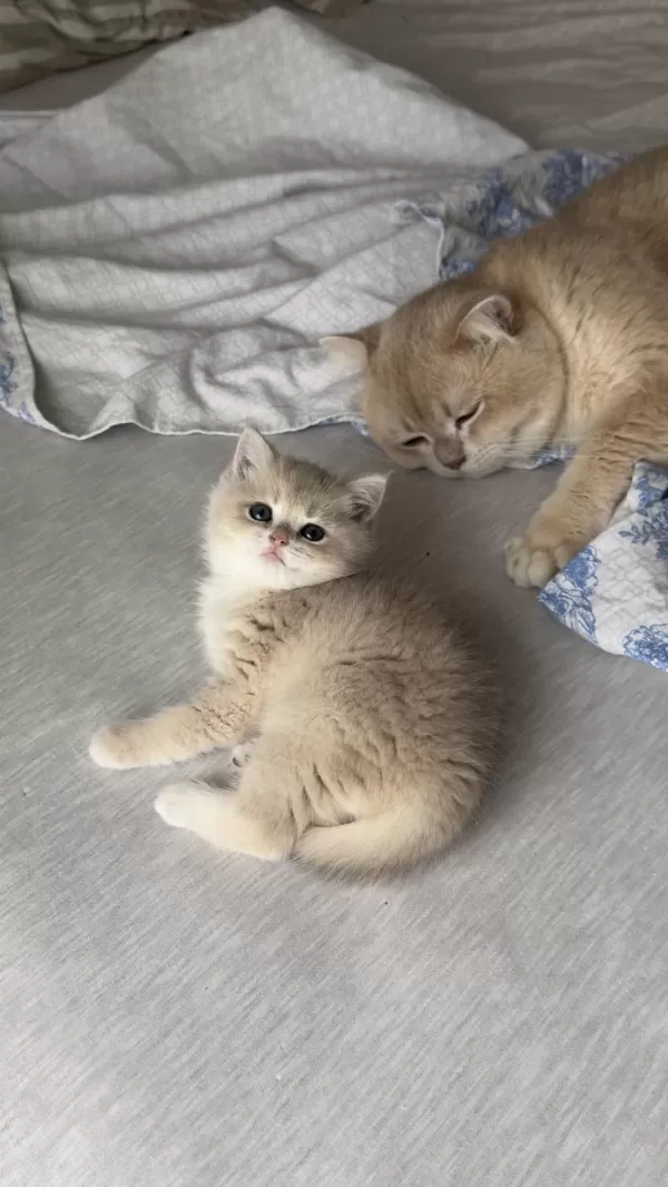 Golden Gerçek Saf Kan British Shorthair
