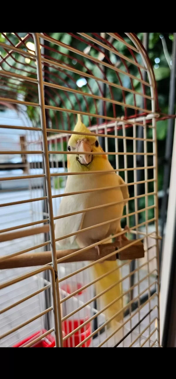 Lutino Sultan Papağanı