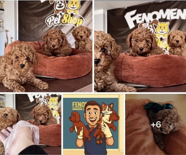 En Güzel Toy Poodle Yavrular Ankara Mağazamizda Görün
