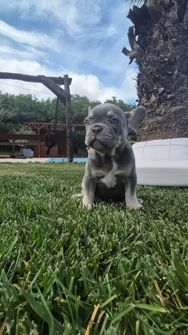 Blue French Bulldog Yavruları İstanbul
