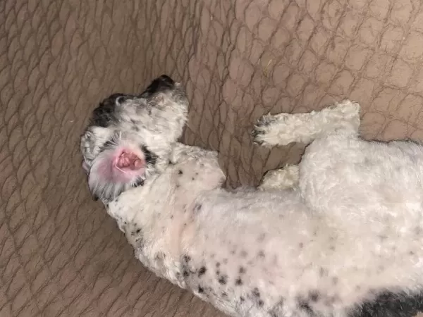 Maltipoo 7 Aylık Erkek