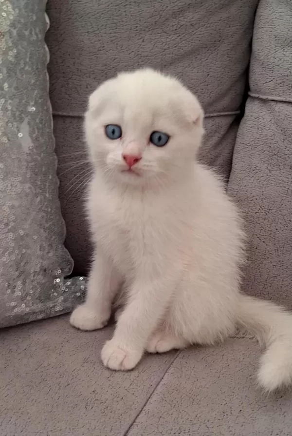 British Shorthair Scottish Bebişlerim