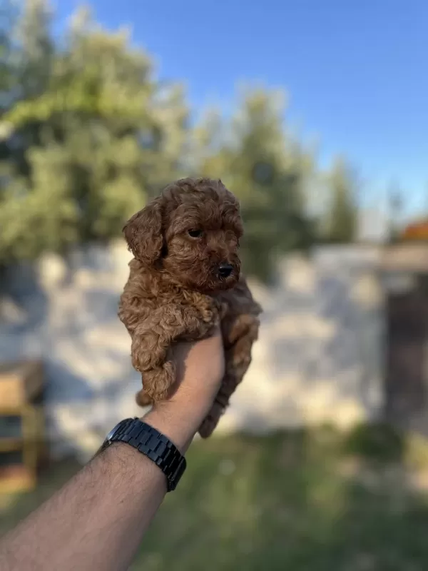 Sağlık Ve İrk Garantili Toy Poodle Yavrularımız