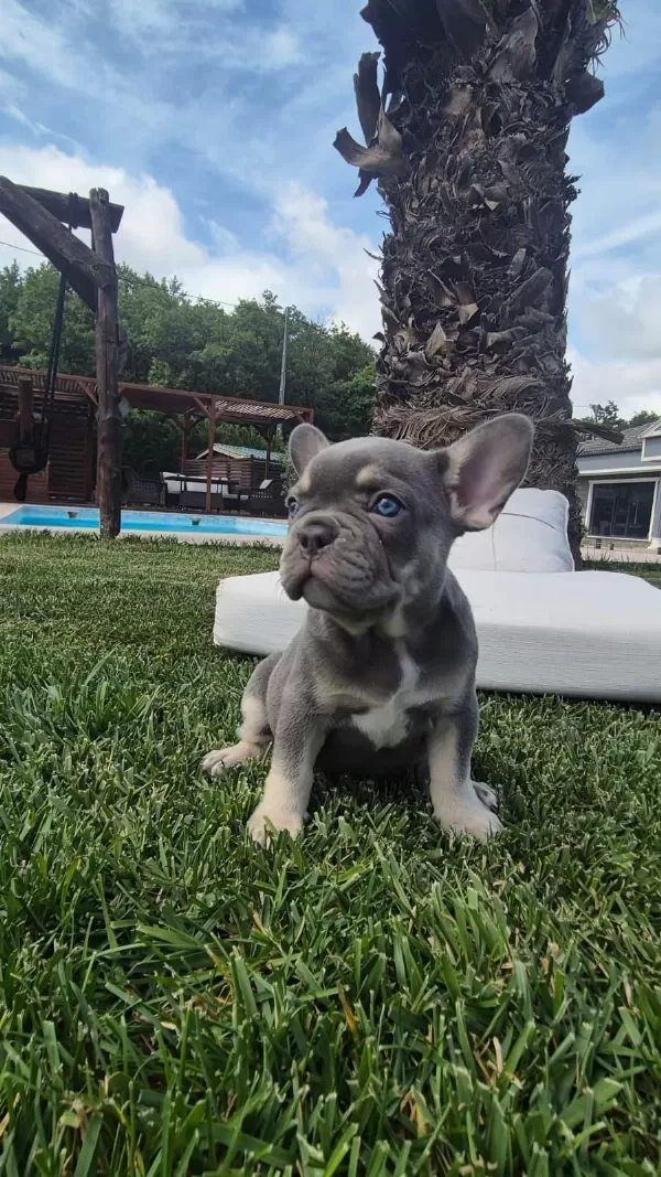 Blue Eye French Bulldog Çiftlikten
