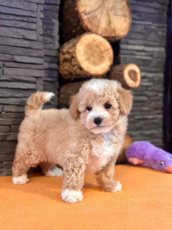 Zekasıyla Büyüleyen Hipoalerjenik 3 Aylık Maltipoo