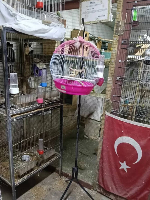 Erkek Kanaryalarımı Sizleri Bekliyor