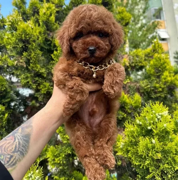 Safkan Toy Poodle Yavrularımız