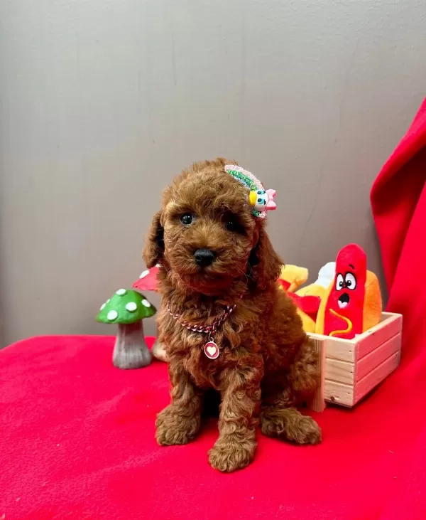 Safkan Toy Poodle Yavrularımız