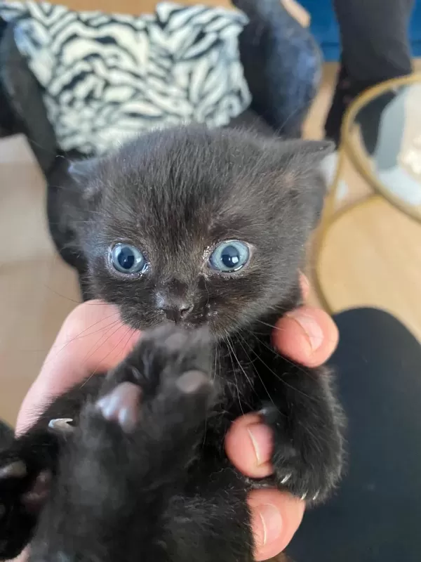 Scottish Fold Ve Straight