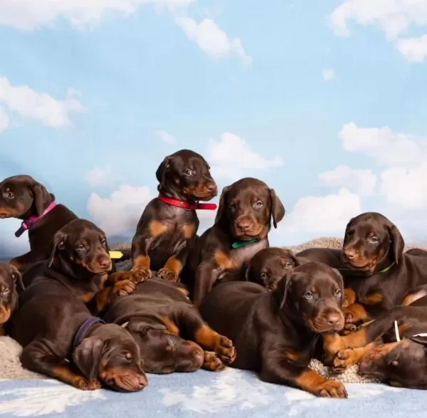 %100 Orjinal Doberman Yavrular Kapıda Ödeme Mevcut
