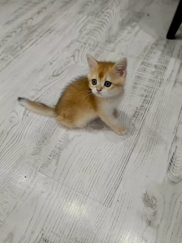 Minicik British Shorthair Bebişlerim