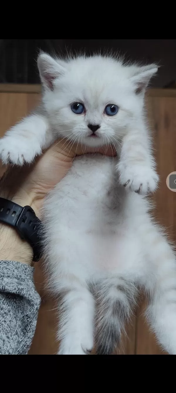 British Shorthair Kedisi