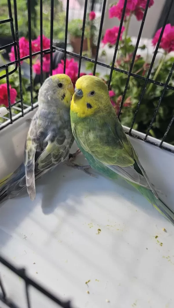 13 Takim Damizlik Takim Rainbow Kuşlar Açiklamayi Okuyun