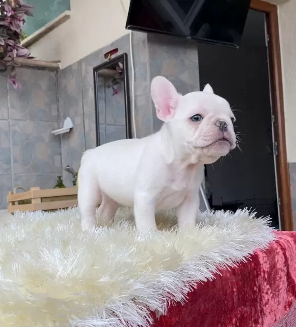 Egzotik Blue French Bulldog Yavrularim Safkan