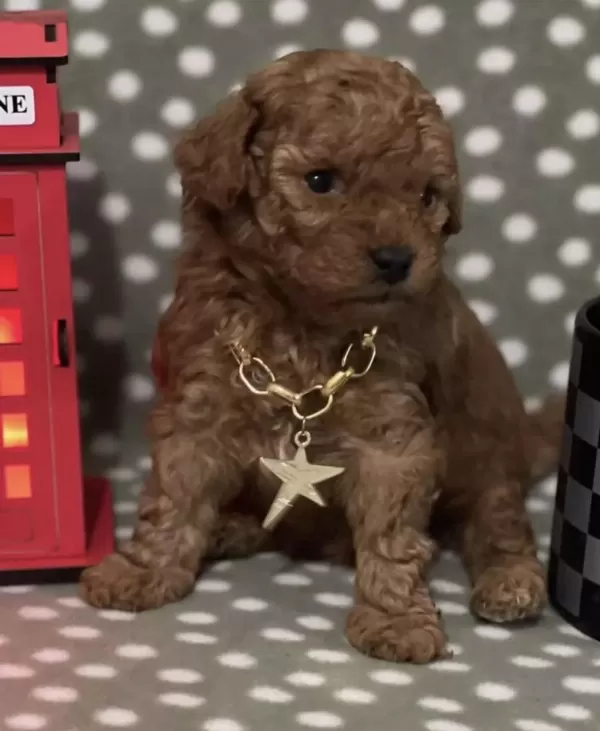 Sağlıklı Toy Poodle Yavrusu